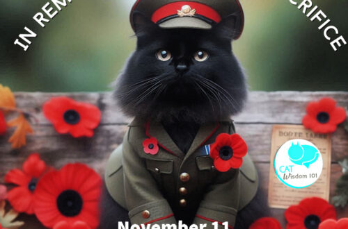 poppy day remembrance day cats