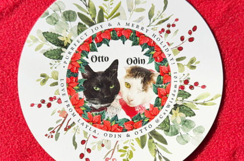 Cat wisdom 101 Christmas card cats