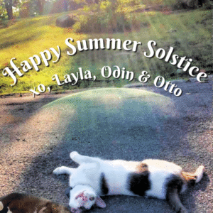 Summer solstice with cats