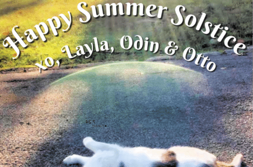Summer solstice with cats
