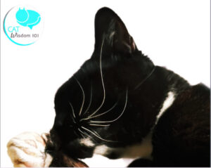 Tuxedo cats otto