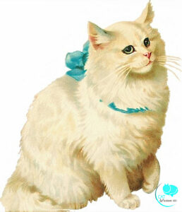 Angora cat art