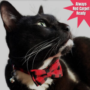 Tuxedo cats otto