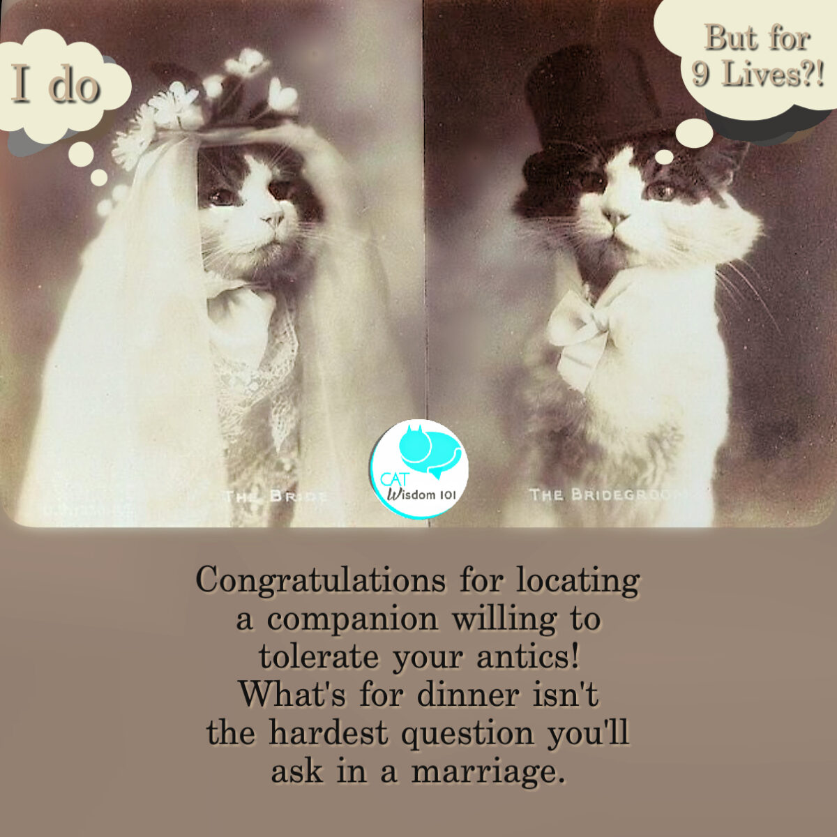 Cat bride and groom