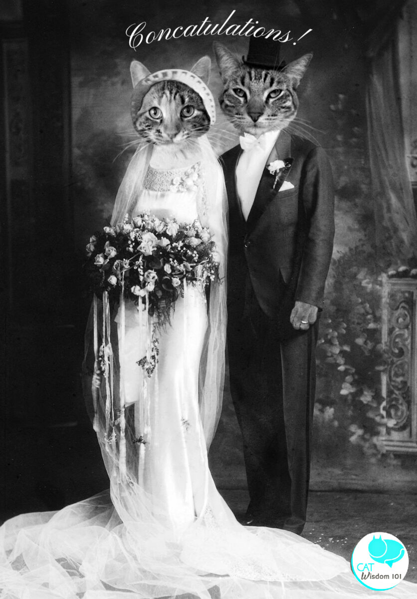 How to include your cat in your wedding