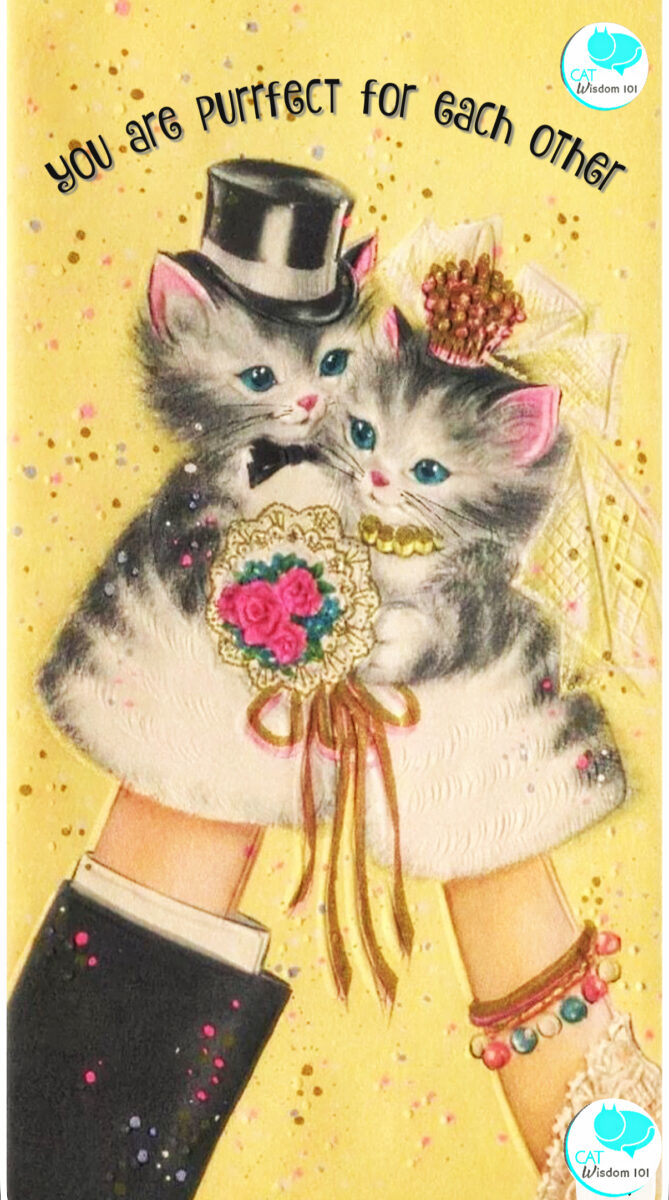 How to include your cat in your wedding