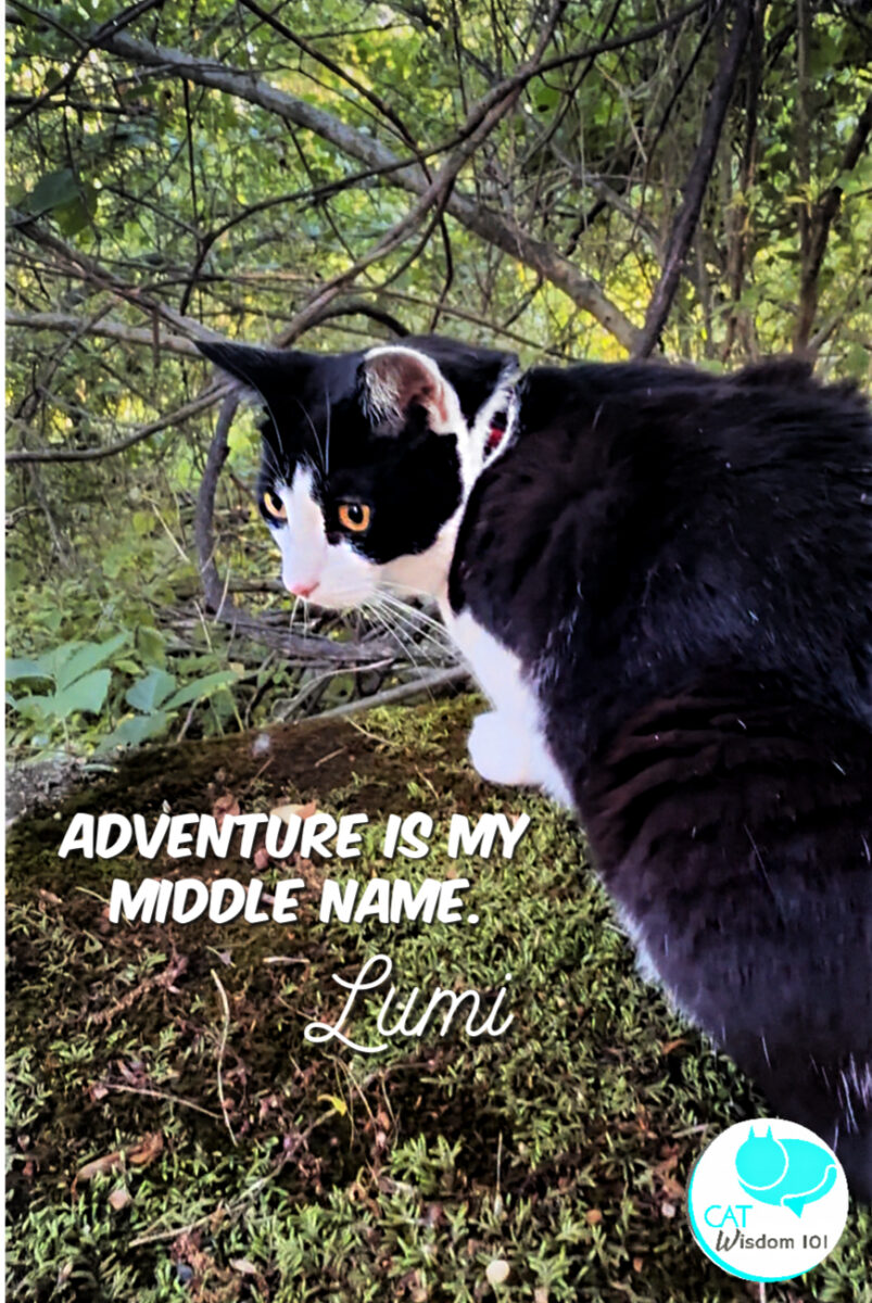 Tuxedo cat Lumi adventure quote