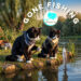 Gone fishing with cats