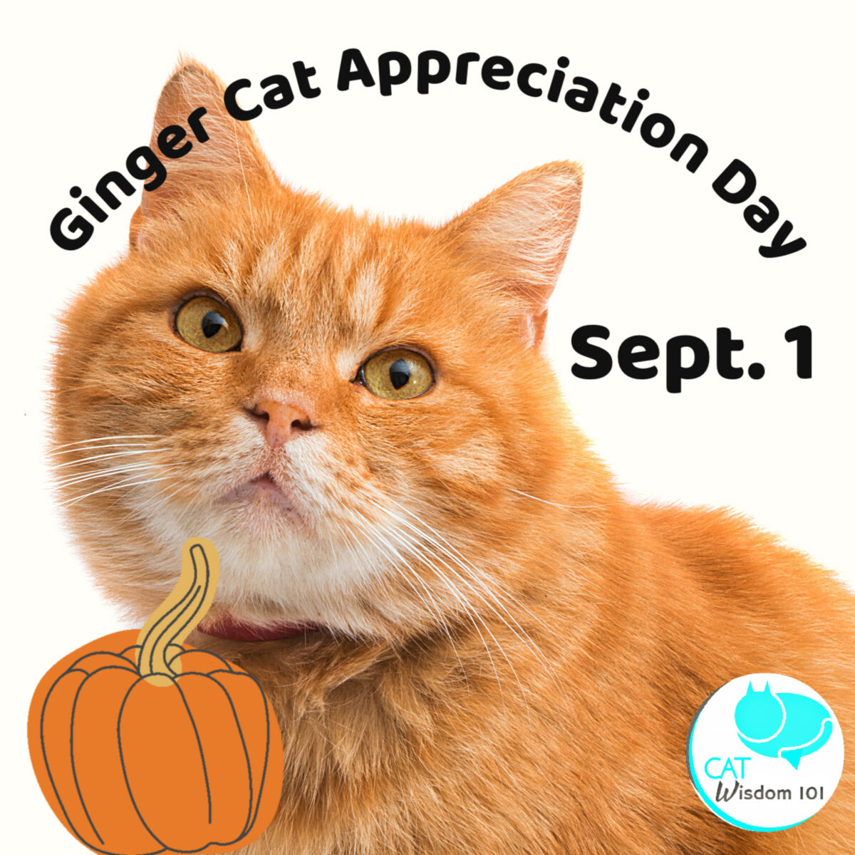 Ginger, cat appreciation day