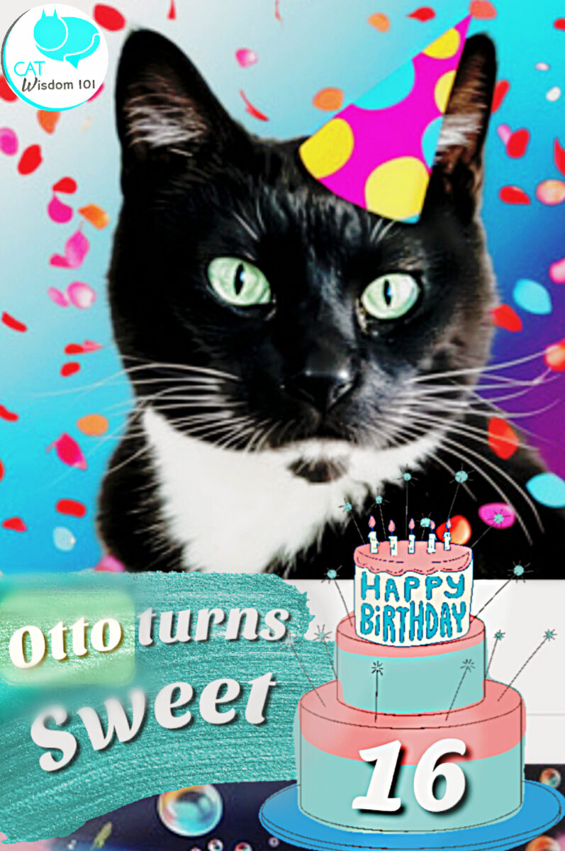 Sweet 16 cat birthday Tuxie Otto