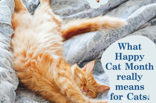 Happy cat month
