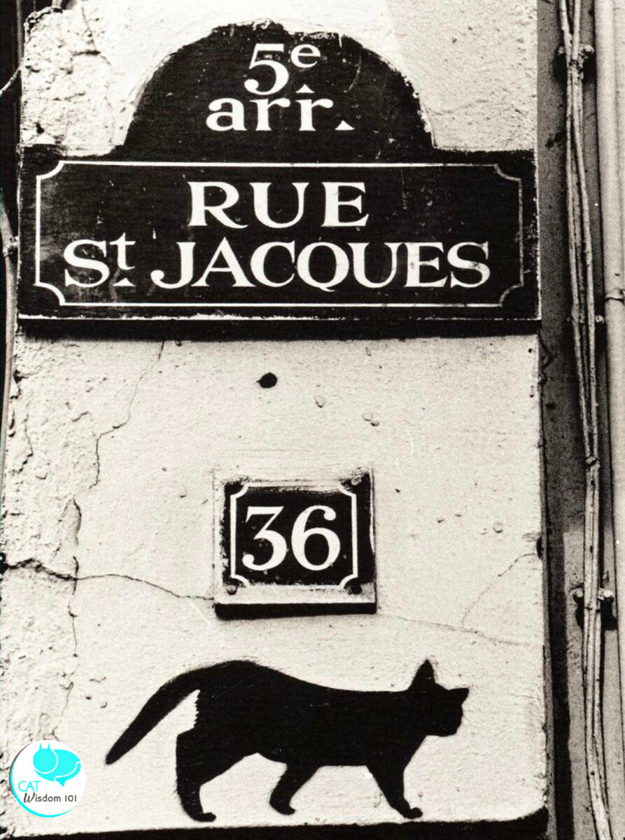 Black cat graffiti on walls in Paris