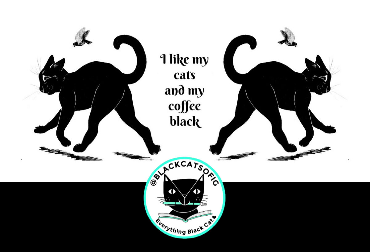 Black cat funny meme