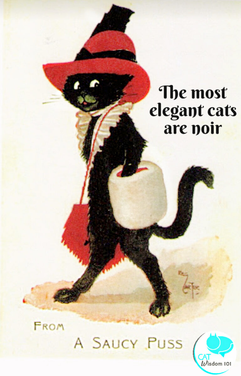 Black cat illustration saucy puss